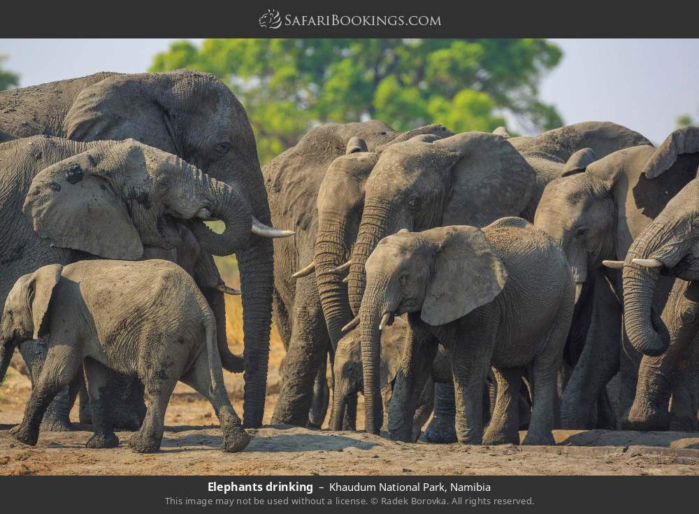 Elephants drinking in Khaudum National Park, Namibia