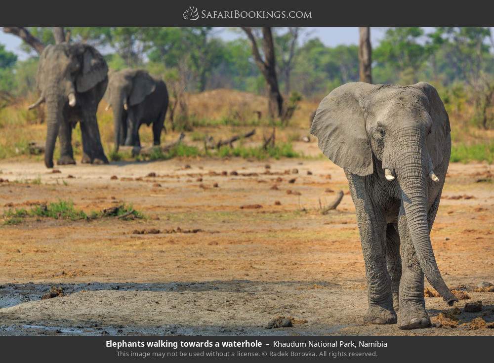 Elephants walking towards a waterhole in Khaudum National Park, Namibia