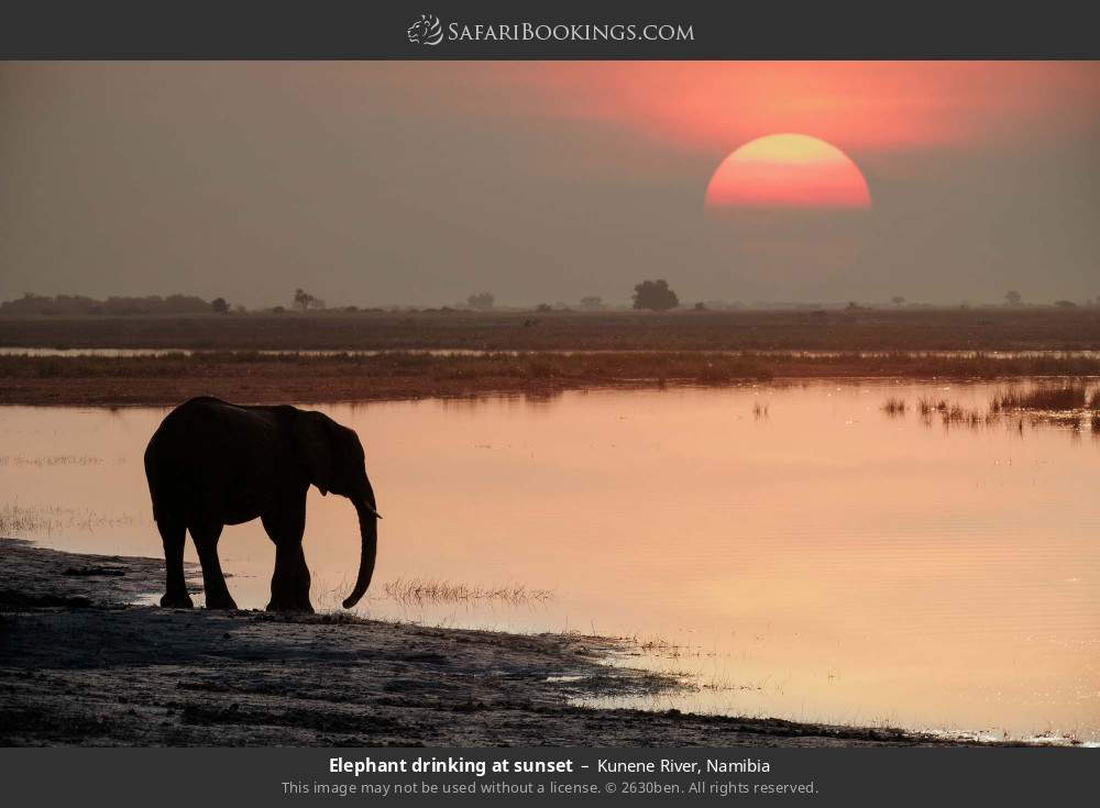 Elephant drinking at sunset in Kunene River, Namibia