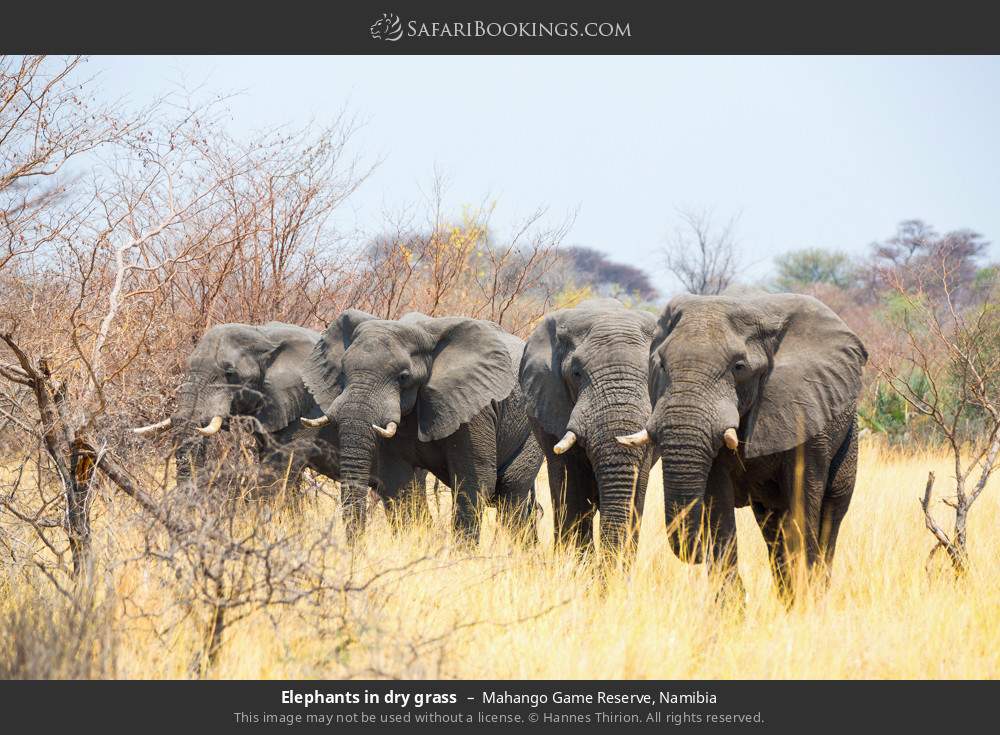 Elephants in dry grass in Mahango Game Reserve, Namibia