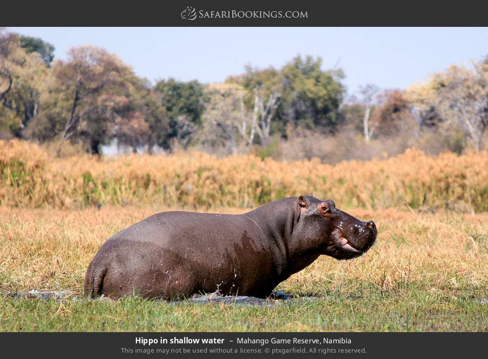 Hippo in shallow water in Mahango Game Reserve, Namibia