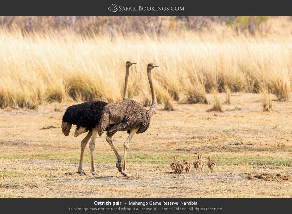 Ostrich pair in Mahango Game Reserve, Namibia