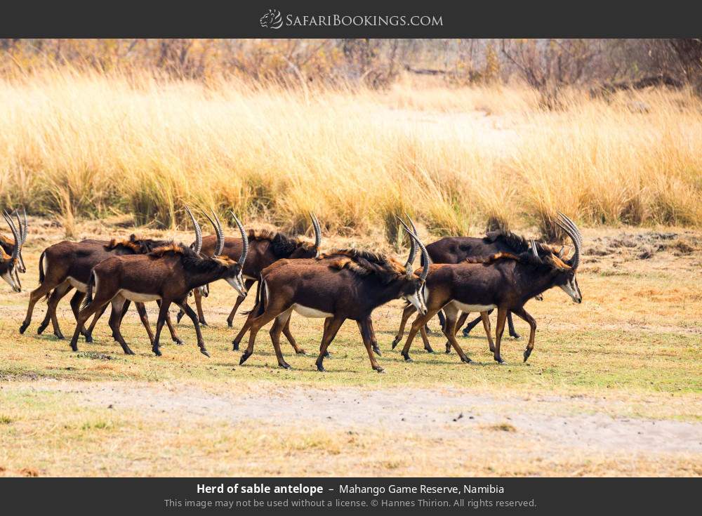 Herd of sable antelope in Mahango Game Reserve, Namibia