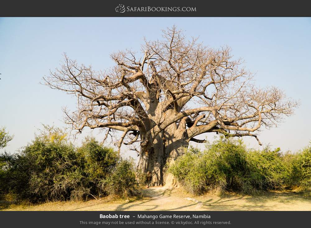 Baobab tree in Mahango Game Reserve, Namibia