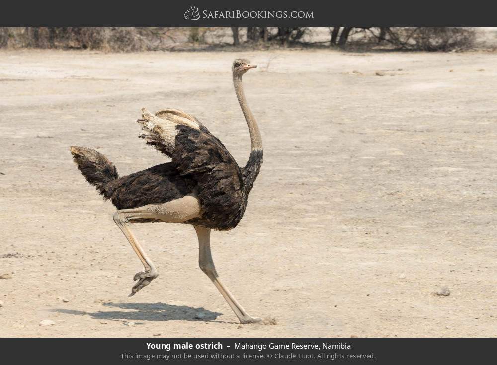 Young male ostrich in Mahango Game Reserve, Namibia