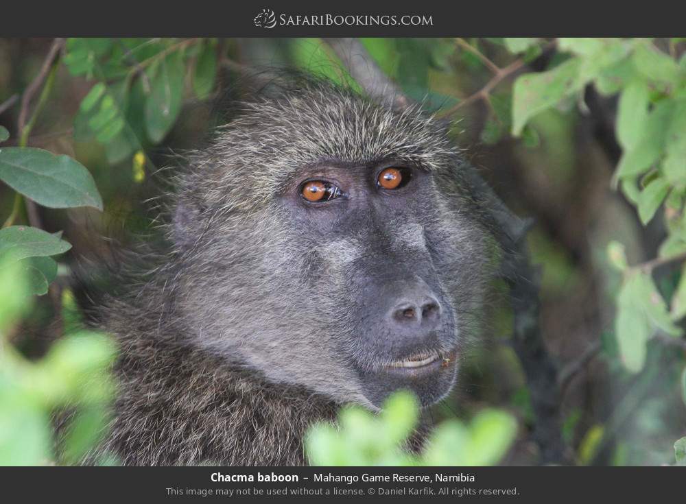 Chacma baboon in Mahango Game Reserve, Namibia