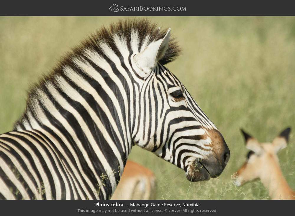 Plains zebra in Mahango Game Reserve, Namibia