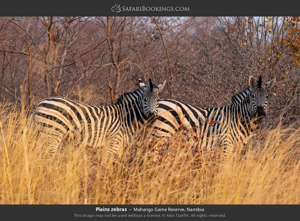 Plains zebras in Mahango Game Reserve, Namibia