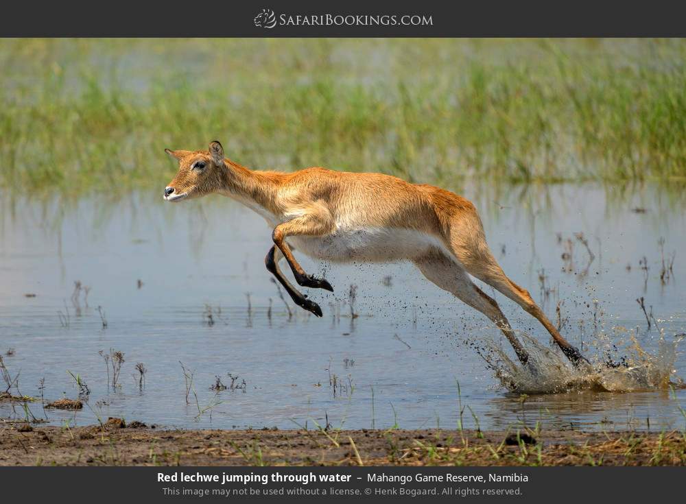 Red lechwe jumping through water in Mahango Game Reserve, Namibia