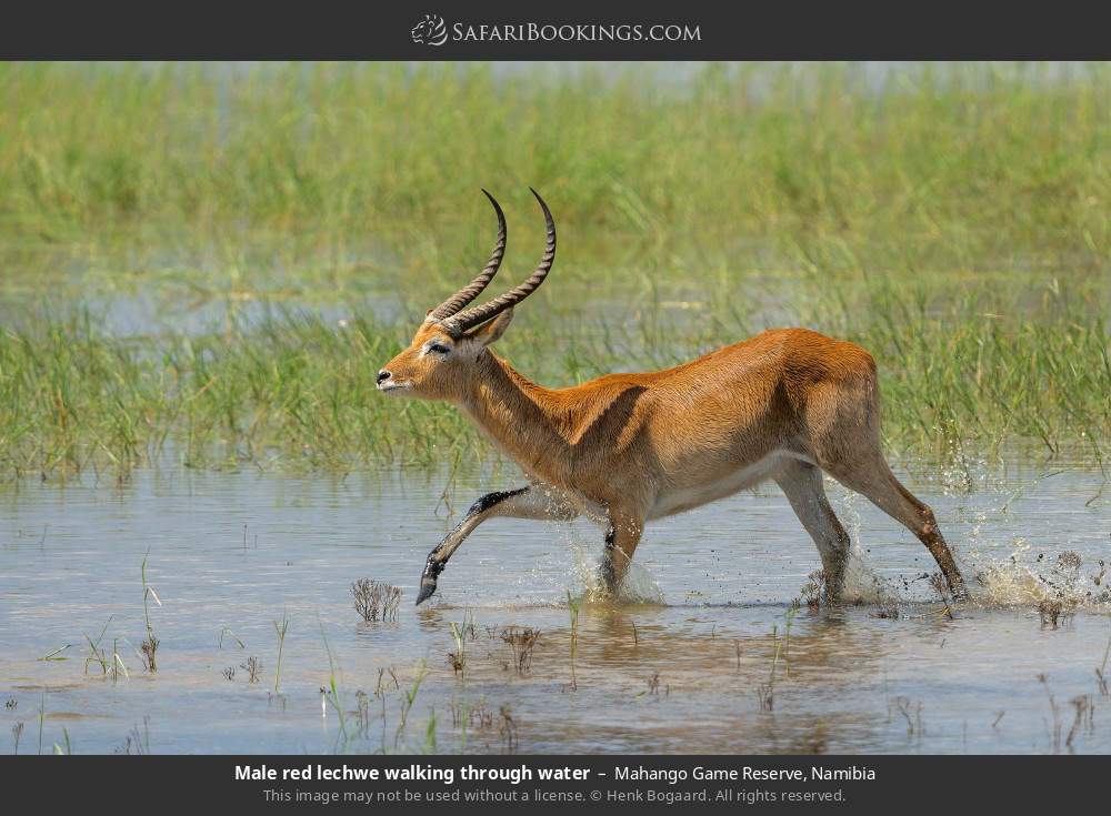 Male red lechwe walking through water in Mahango Game Reserve, Namibia