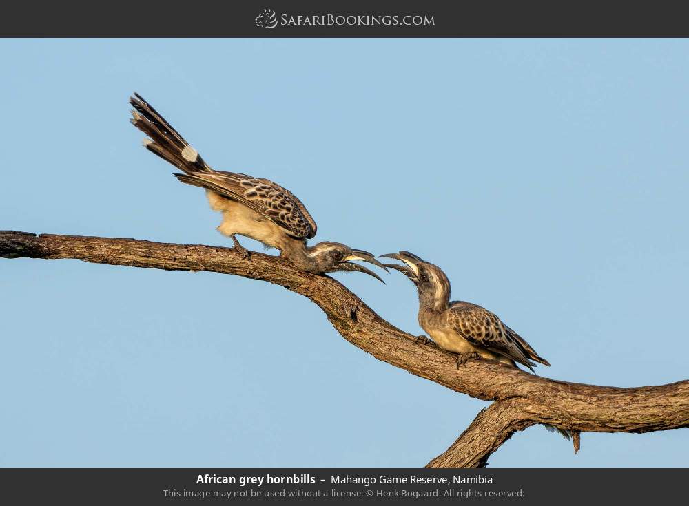 African grey hornbills in Mahango Game Reserve, Namibia