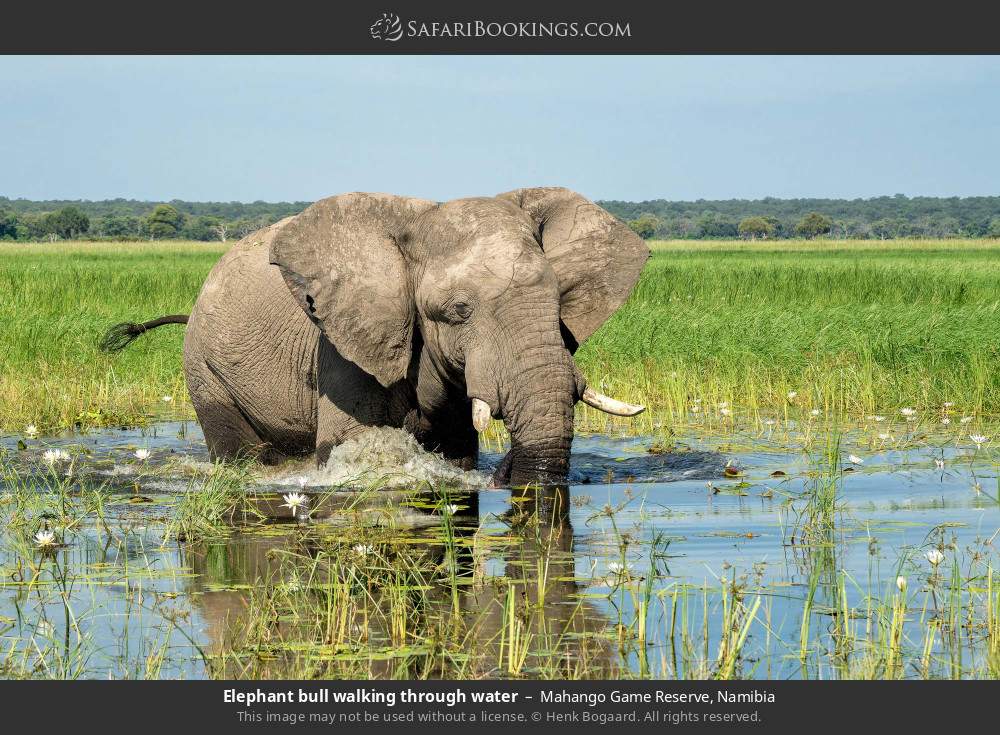 Elephant bull walking through water in Mahango Game Reserve, Namibia