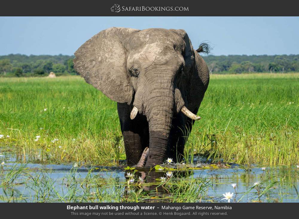 Elephant bull walking through water in Mahango Game Reserve, Namibia