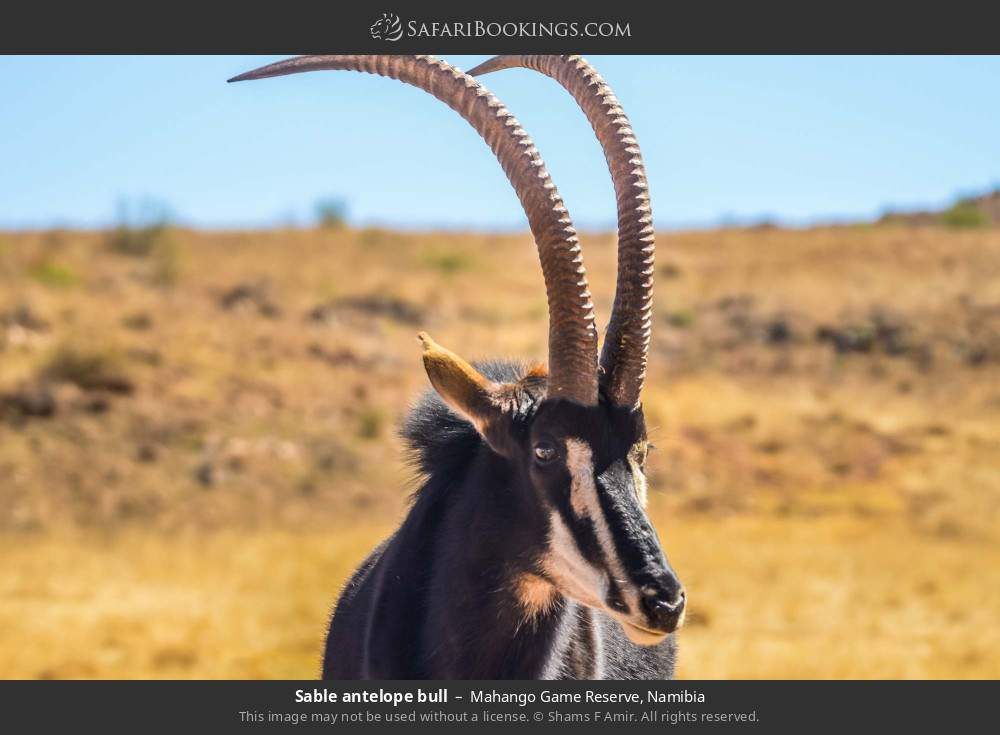 Sable antelope bull in Mahango Game Reserve, Namibia