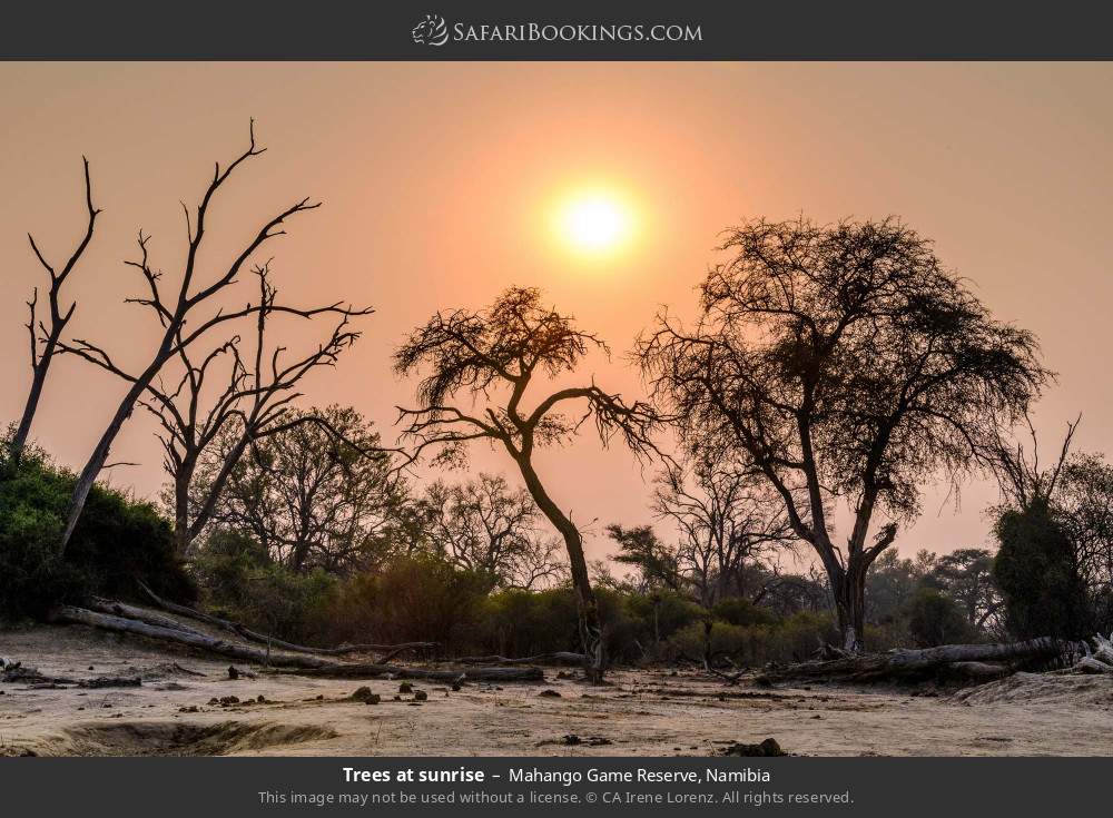 Trees at sunrise in Mahango Game Reserve, Namibia