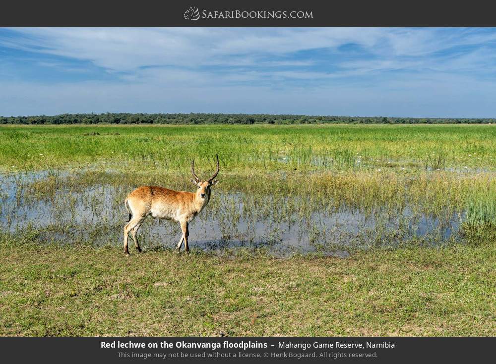 Red lechwe on the Okanvanga floodplains in Mahango Game Reserve, Namibia