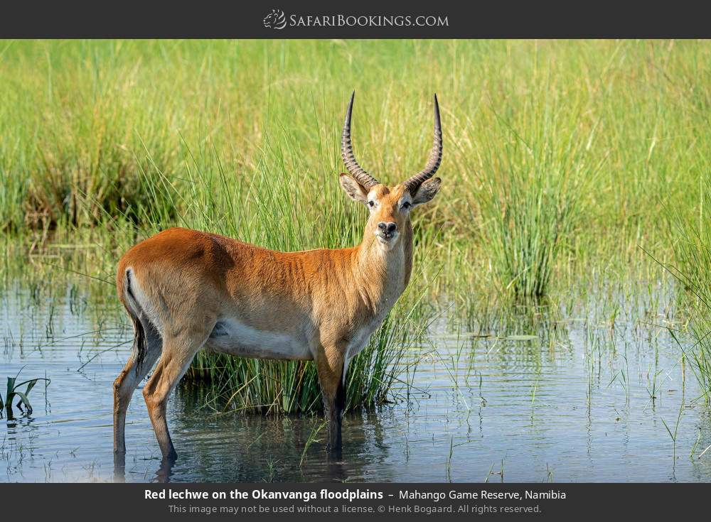 Red lechwe on the Okanvanga floodplains in Mahango Game Reserve, Namibia