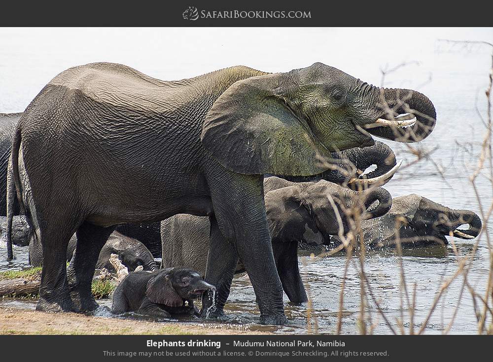 Elephants drinking in Mudumu National Park, Namibia