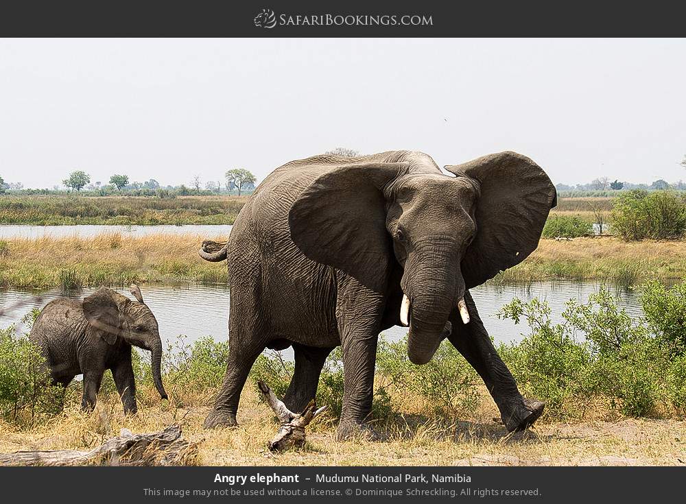 Angry elephant in Mudumu National Park, Namibia