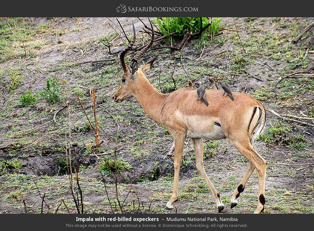 Impala with red-billed oxpeckers in Mudumu National Park, Namibia