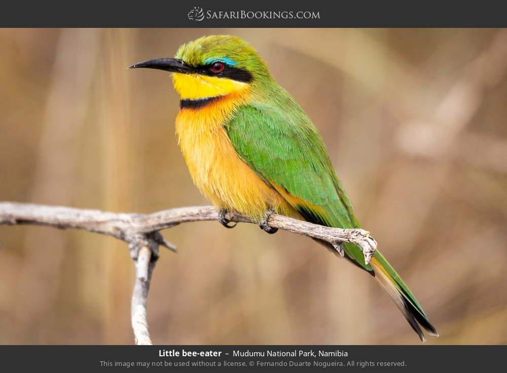 Little bee-eater in Mudumu National Park, Namibia