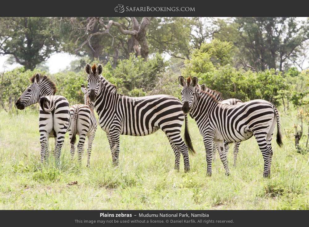 Plains zebras in Mudumu National Park, Namibia