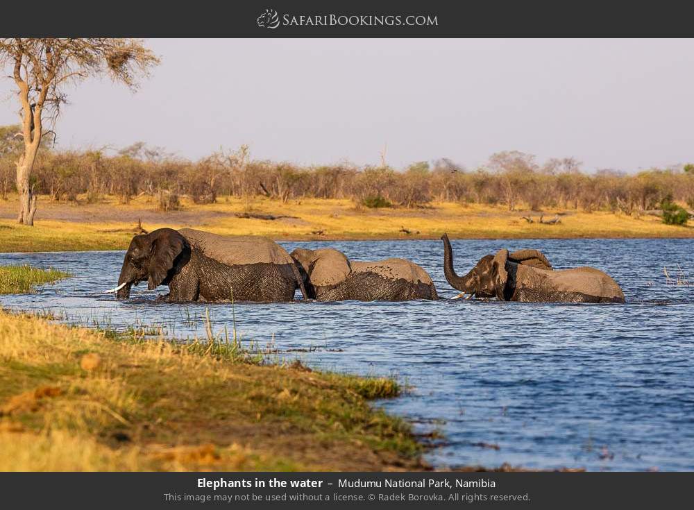 Elephants in the water in Mudumu National Park, Namibia