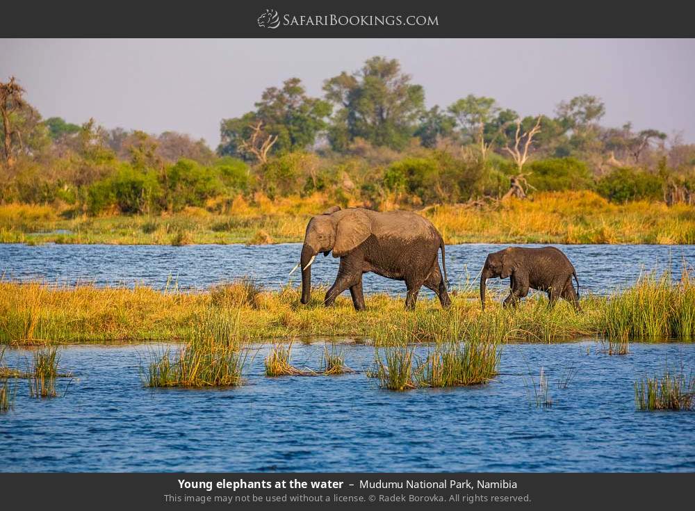 Young elephants at the water in Mudumu National Park, Namibia