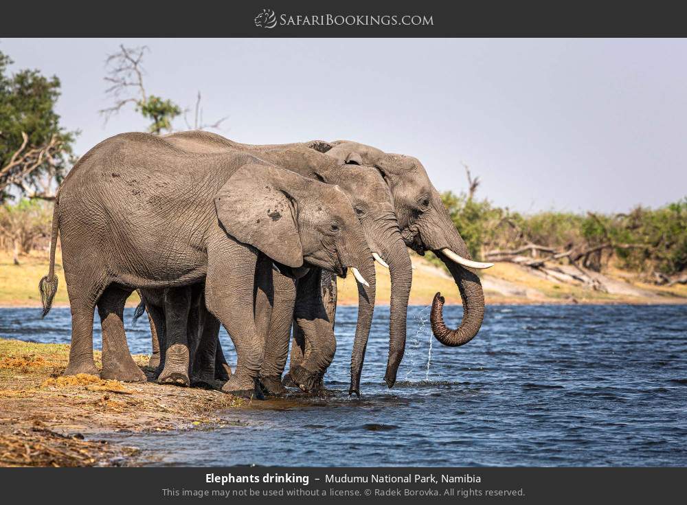 Elephants drinking in Mudumu National Park, Namibia