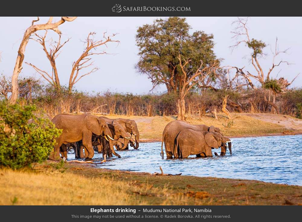 Elephants drinking in Mudumu National Park, Namibia