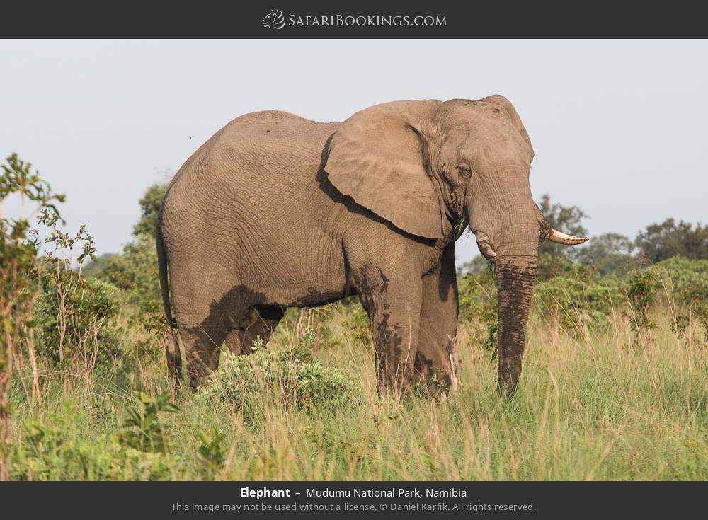 Elephant in Mudumu National Park, Namibia