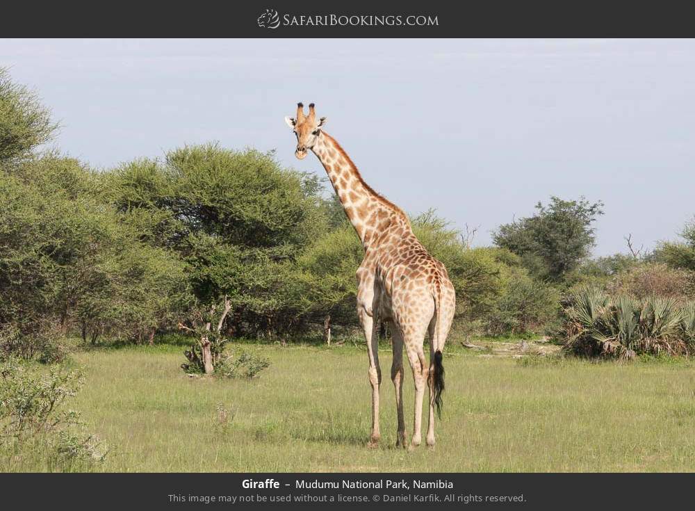 Giraffe in Mudumu National Park, Namibia