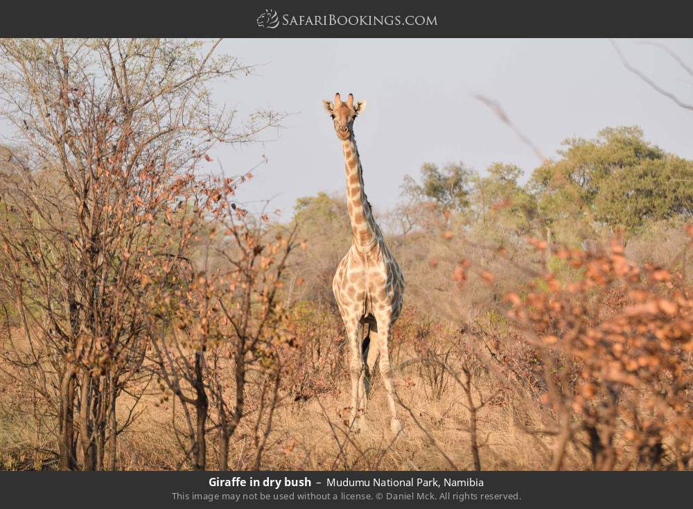 Giraffe in dry bush in Mudumu National Park, Namibia