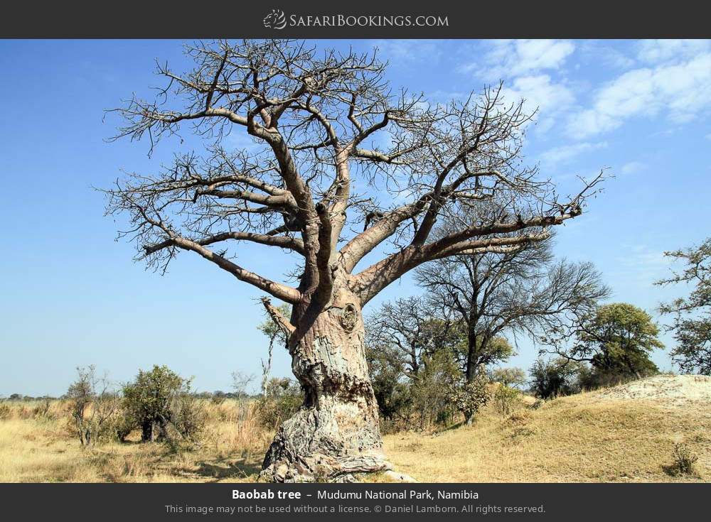 Baobab tree in Mudumu National Park, Namibia