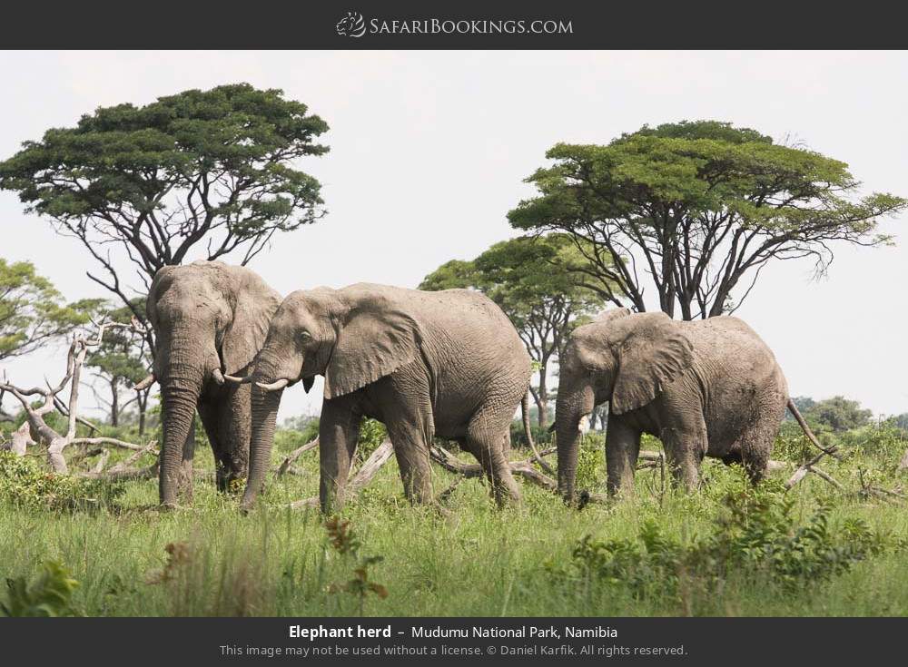 Elephant herd in Mudumu National Park, Namibia