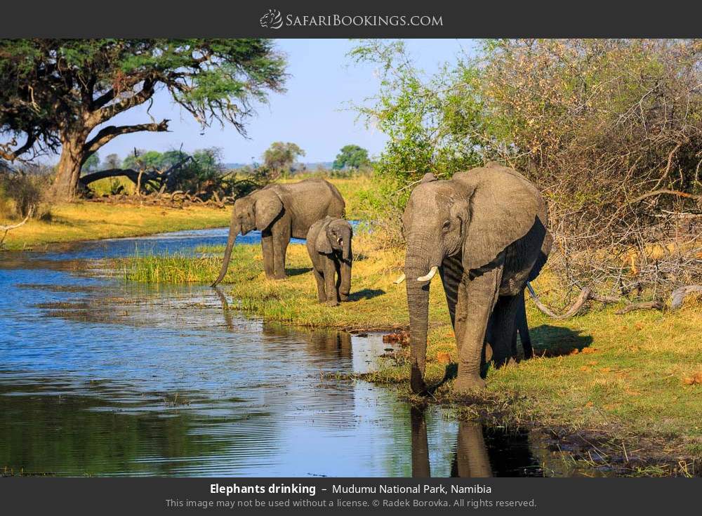 Elephants drinking in Mudumu National Park, Namibia