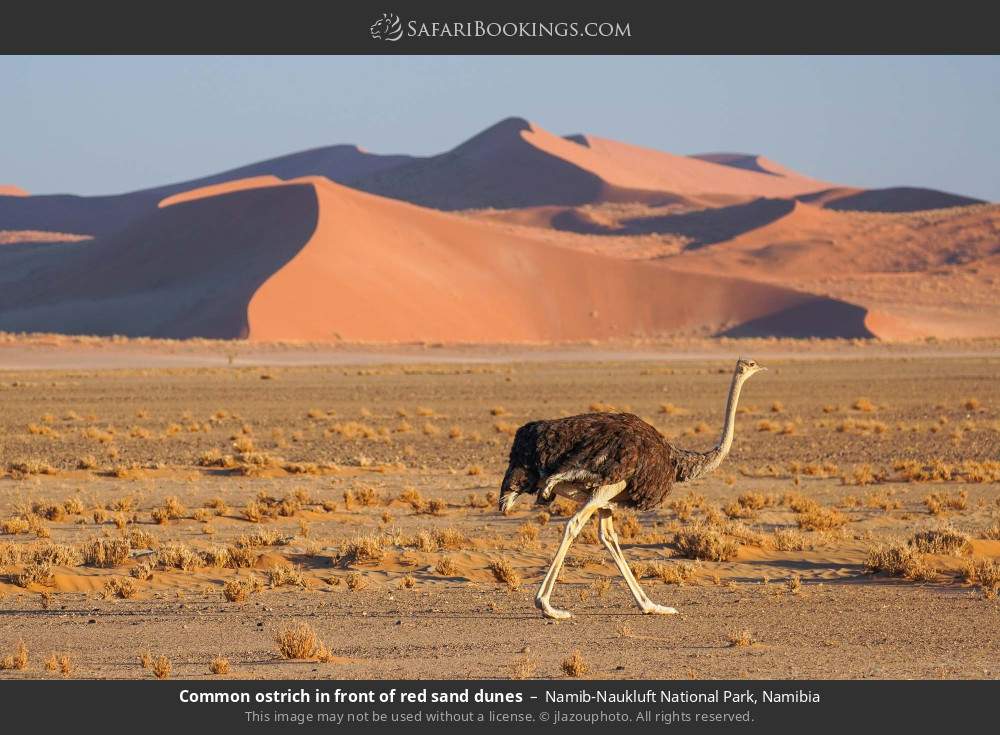 Common ostrich in front of red sand dunes in Namib-Naukluft National Park, Namibia
