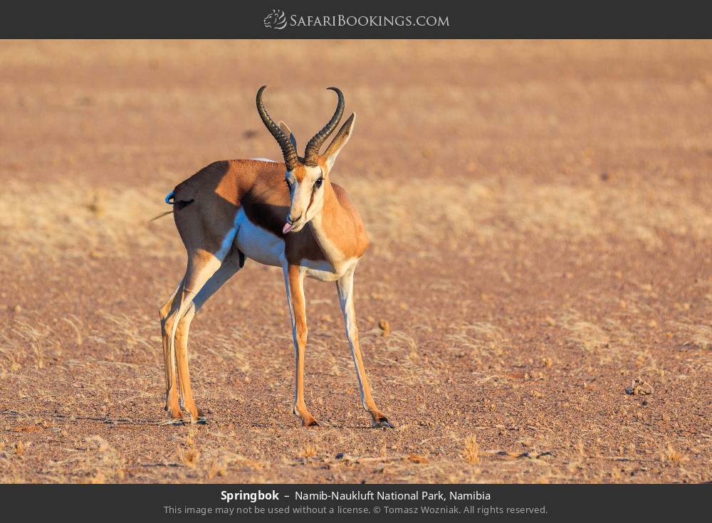 Springbok in Namib-Naukluft National Park, Namibia