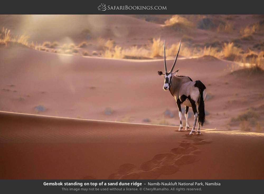 Gemsbok standing on top of a sand dune ridge in Namib-Naukluft National Park, Namibia
