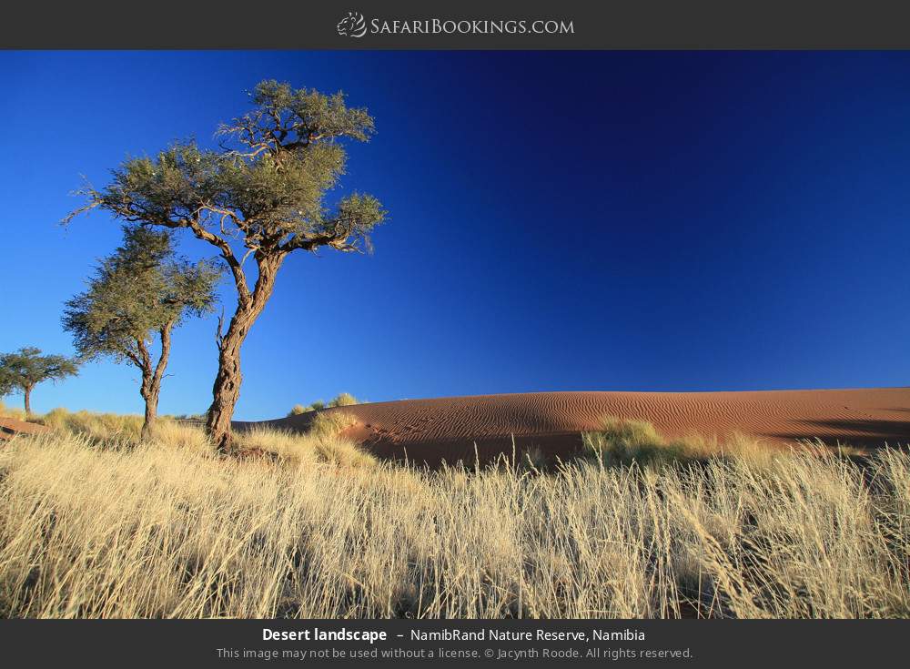 Desert landscape in NamibRand Nature Reserve, Namibia