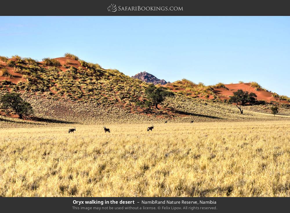 Oryx walking in the desert in NamibRand Nature Reserve, Namibia