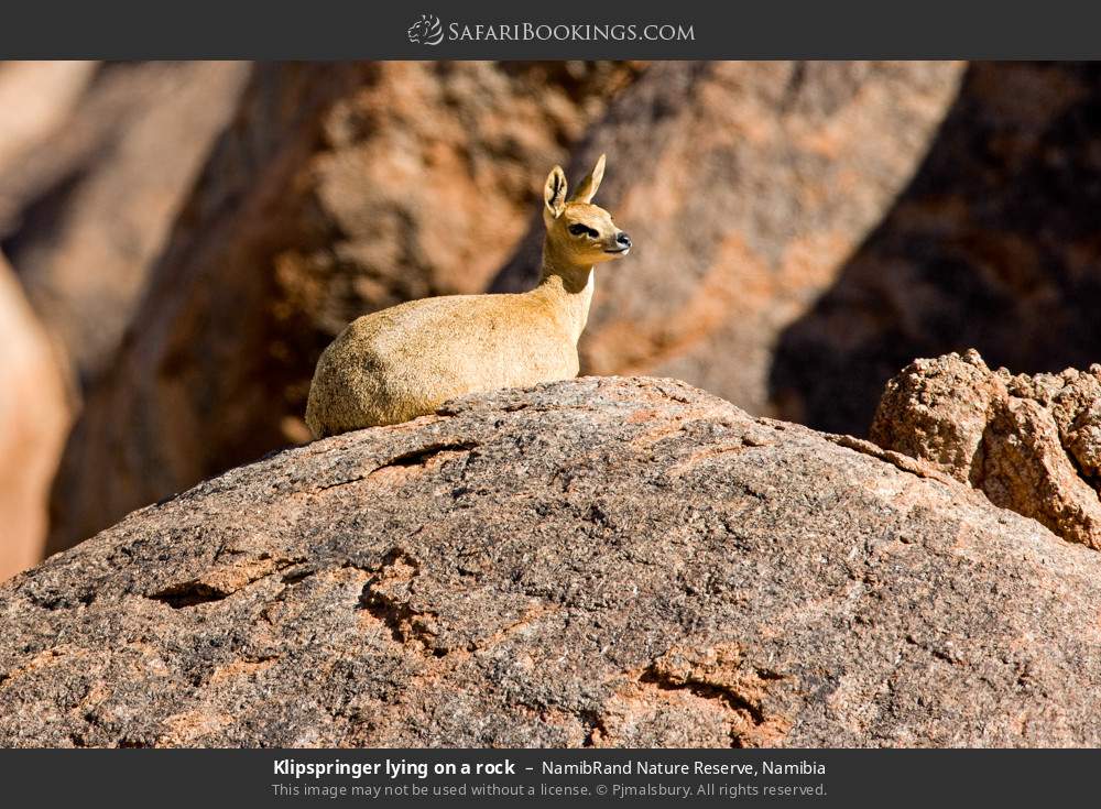 Klipspringer lying on a rock in NamibRand Nature Reserve, Namibia