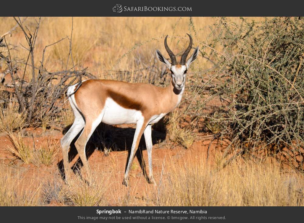 Springbok in NamibRand Nature Reserve, Namibia