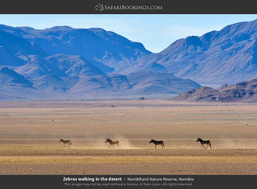 Zebras walking in the desert in NamibRand Nature Reserve, Namibia