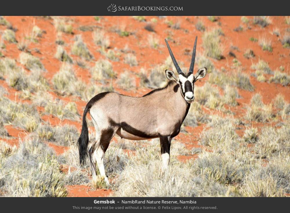 Gemsbok in NamibRand Nature Reserve, Namibia