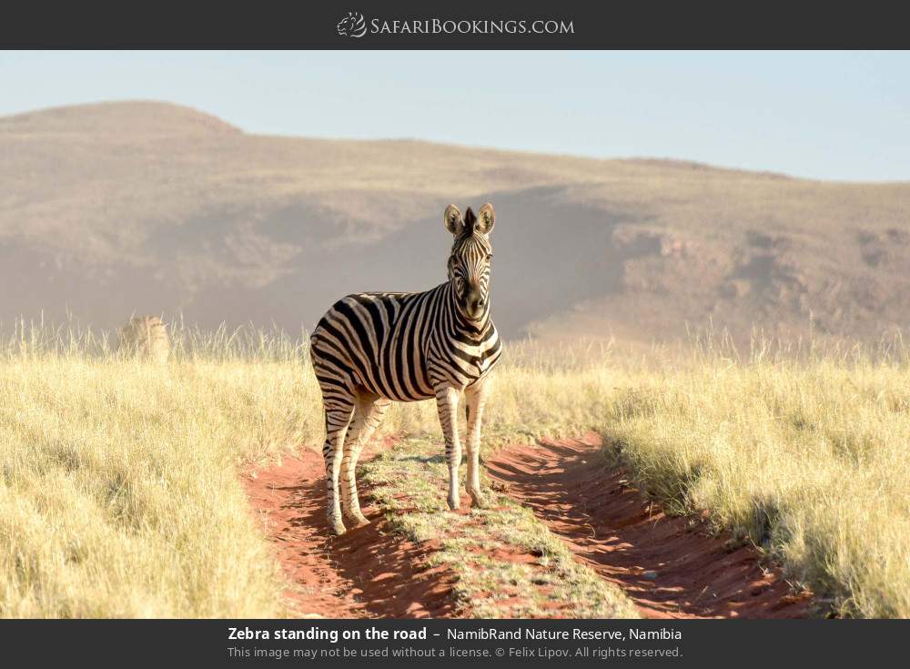 Zebra standing on the road in NamibRand Nature Reserve, Namibia