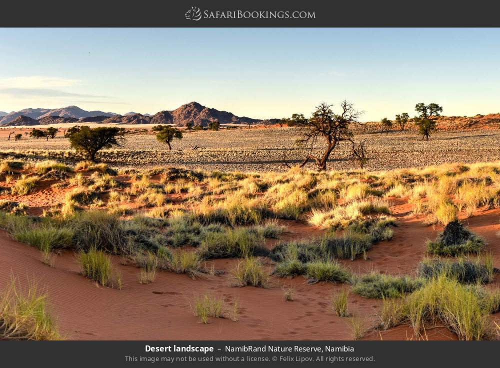 Desert landscape in NamibRand Nature Reserve, Namibia