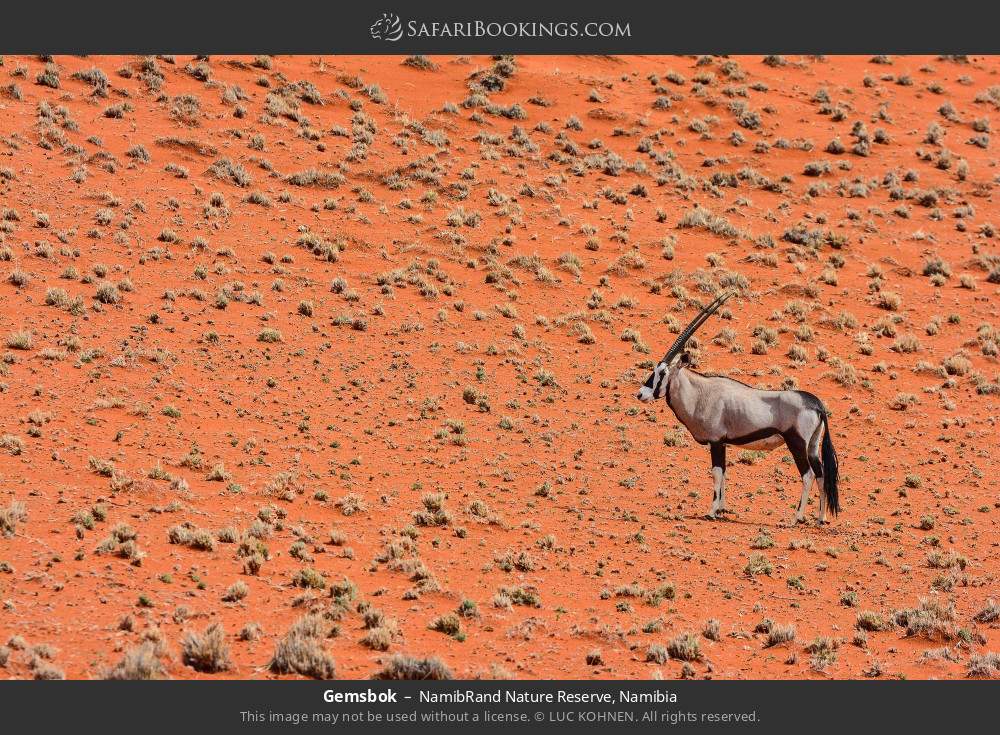 Gemsbok in NamibRand Nature Reserve, Namibia