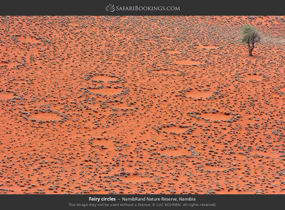 Fairy circles in NamibRand Nature Reserve, Namibia