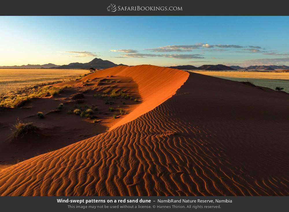 Wind-swept patterns on a red sand dune in NamibRand Nature Reserve, Namibia